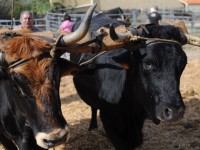 Turismo rural en Madarcos en la Sierra Norte de Madrid